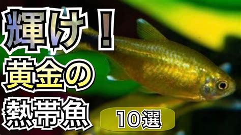 魚 金色|水槽が一瞬で輝く金色熱帯魚10選【淡水魚 アクアリウム】